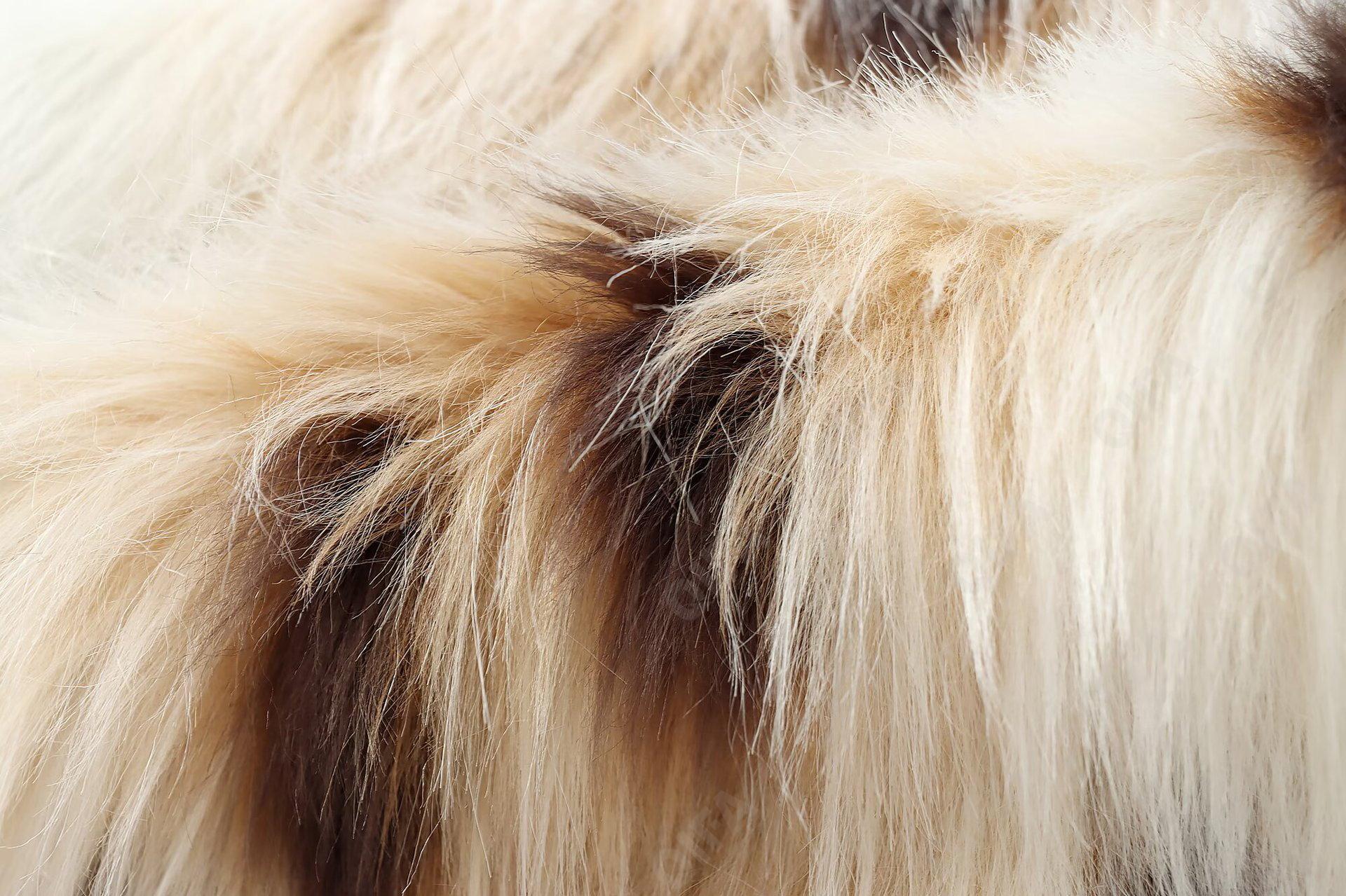 Женская Искусственная шуба CC4801_A4698F_234_1778_32